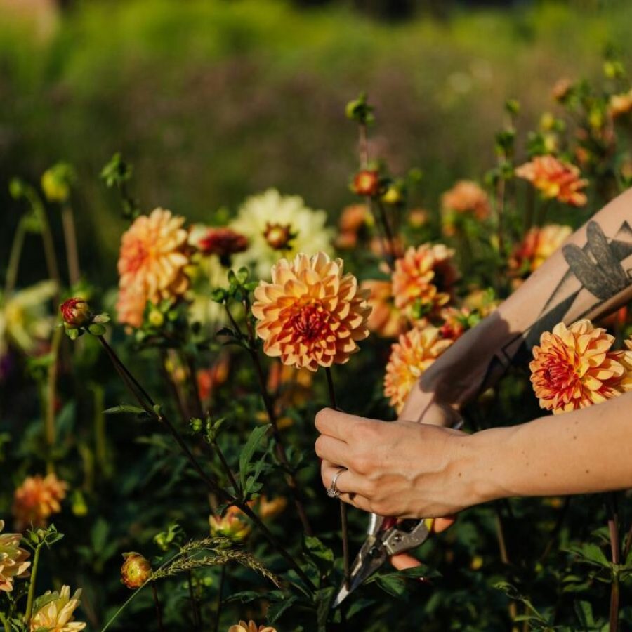 Jardinage à domicile : taille des fleurs