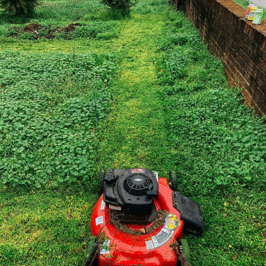 Une tondeuse qui taille l'herbe du gazon